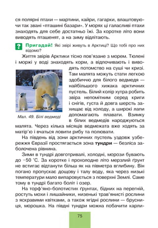 ся полярні птахи — мартини, кайри, гагарки, влаштовую­
чи так звані «пташині базари». У морях ці галасливі птахи
знаходять для себе достатньо їжі. За коротке літо вони
виводять пташенят, а на зиму відлітають.
ЕЗ Пригадай! Які звірі живуть в Арктиці? Що тобі про них
відомо?
Життя звірів Арктики тісно пов’язане з морем. Тюлені
і моржі у воді знаходять корм, а відпочивають і виво­
дять потомство на суші чи кризі.
Там малята можуть стати легкою
здобиччю для білого ведмедя —
найбільшого хижака арктичних
пустель. Білий колір хутра робить
звіра непомітним серед криги
і снігів, густа й довга шерсть за­
хищає від холоду, а широкі лапи
допомагають плавати. Взимку
в білих ведмедів народжуються
малята. Через кілька місяців ведмежата вже ходять за
матір’ю і вчаться ловити рибу та полювати.
На південь від зони арктичних пустель уздовж узбе­
режжя Євразії простягається зона тундри — безліса за­
болочена рівнина.
Зими в тундрі довготривалі, холодні, морози бувають
до -50 °С. За коротке і прохолодне літо мерзлий ґрунт
не встигає відтанути більш як на півметра вглибину. Він
погано пропускає дощову і талу воду, яка через низькі
температури мало випаровується з поверхні Землі. Саме
тому в тундрі багато боліт і озер.
На торф’яно-болотистих ґрунтах, бідних на перегній,
ростуть мохи і лишайники, низенькі трав’янисті рослини
з яскравими квітками, а також ягідні рослини — брусни­
ця, морошка. На півдні тундри можна побачити карли-
Мал. 49. Білі ведмеді
75
 