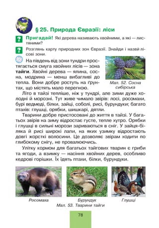 §25. Природа Євразії: ліси
Пригадай! Які дерева називають хвойними, а які — лис­
тяними?
Розглянь карту природних зон Євразії. Знайди і назвй лі­
сові зони.
На південь від зони тундри прос­
тягається смуга хвойних лісів — зона
тайги. Хвойні дерева — ялина, сос­
на, модрина — менш вибагливі до
тепла. Вони добре ростуть на ґрун- Мал. 52. Сосна
тах, що містять мало перегною. сибірська
Літо в тайзі тепліше, ніж у тундрі, але зими дуже хо­
лодні й морозні. Тут живе чимало звірів: лосі, росомахи,
бурі ведмеді, білки, зайці, соболі, рисі, бурундуки; багато
птахів: глушці, орябки, шишкарі, дятли.
Тварини добре пристосовані до життя в тайзі. У бага­
тьох звірів на зиму відростає густе, тепле хутро. Орябки
і глушці в сильні морози зариваються в сніг. У зайця-бі-
ляка й рисі широкі лапи, на яких узимку відростають
довгі жорсткі волосини. Це дозволяє звірам ходити по
глибокому снігу, не провалюючись.
Улітку кормом для багатьох тайгових тварин є гриби
та ягоди, а взимку — насіння хвойних дерев, особливо
кедрові горішки. їх їдять птахи, білки, бурундуки.
Росомаха Бурундук Гпушці
Мал. 53. Тварини тайги
78
 
