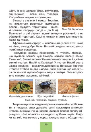 шість із них швидко бігає, рятуючись
від хижаків — левів, гієн, гепардів.
У водоймах водяться крокодили.
Багато у саванах і комах. Терміти,
які живляться рештками відмерлих
рослин, будують термітники — висо­
кі земляні споруди (іноді — до 6 м). Мал■65- ТеРмітник
Величезні зграї сарани здатні знищити рослинність на
обширній території. Самі ж комахи є їжею для плазунів,
звірів та птахів.
Африканський страус — найбільший у світі птах, який
не літає, зате добре бігає. На змій і ящірок полює довго­
ногий птах-секретар.
Поступово савани переходять у пустелі. Найбіль­
ша пустеля земної кулі Сахара займає площу понад
7 млн км2. Значні території материка поглинули й дві інші
великі пустелі: Наміб та Калахарі. У пустелі Наміб росте
цікава рослина — вельвічія дивовижна. Вона має коротке
і товсте стебло та два широкі, довгі листки, що стелять­
ся по землі й здатні вбирати воду з повітря. В оазах рос­
туть пальми, зокрема, фінікові.
Вельвічія дивовижна Ж ук скарабей Лисиця фенек
Мал. 66. Рослини і тварини пустель
Тварини пустель ведуть переважно нічний спосіб жит­
тя. У пошуках води долають сотні кілометрів антилопи
і газелі. Хижаки (гієна, шакал, лисиця фенек) вологу от­
римують з їжі, полюючи на ящірок і дрібних звірів. Ящір­
ки та змії, ховаючись у норах, можуть довго обходитися
90
 