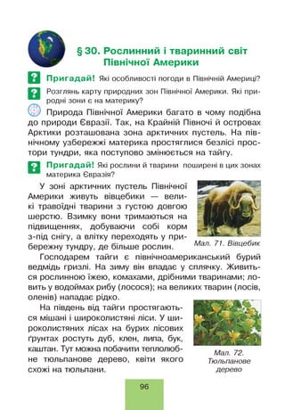 пл
§30. Рослинний і тваринний світ
Північної Америки
Пригадай! Які особливості погоди в Північній Америці?
Розглянь карту природних зон Північної Америки. Які при­
родні зони є на материку?
'О ' Природа Північної Америки багато в чому подібна
до природи Євразії. Так, на Крайній Півночі й островах
Арктики розташована зона арктичних пустель. На пів­
нічному узбережжі материка простягнися безлісі прос­
тори тундри, яка поступово змінюється на тайгу.
ЕЗ Пригадай! Які рослини й тварини поширені в цих зонах
материка Євразія?
У зоні арктичних пустель Північної
Америки живуть вівцебики — вели­
кі травоїдні тварини з густою довгою
шерстю. Взимку вони тримаються на
підвищеннях, добуваючи собі корм
з-під снігу, а влітку переходять у при­
бережну тундру, де більше рослин.
Господарем тайги є північноамериканський бурий
ведмідь гризлі. На зиму він впадає у сплячку. Живить­
ся рослинною їжею, комахами, дрібними тваринами; ло­
вить у водоймах рибу (лосося); на великих тварин (лосів,
оленів) нападає рідко.
На південь від тайги простягають­
ся мішані і широколистяні ліси. У ши­
роколистяних лісах на бурих лісових
ґрунтах ростуть дуб, клен, липа, бук,
каштан. Тут можна побачити теплолюб- Мал 72
не тюльпанове дерево, квіти якого Тюльпанове
схожі на тюльпани. дерево
Мал. 71. Вівцебик
96
 
