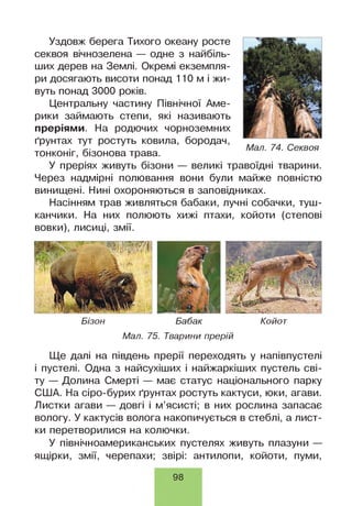 Уздовж берега Тихого океану росте
секвоя вічнозелена — одне з найбіль­
ших дерев на Землі. Окремі екземпля­
ри досягають висоти понад 110 м і жи­
вуть понад 3000 років.
Центральну частину Північної Аме­
рики займають степи, які називають
преріями. На родючих чорноземних
ґрунтах тут ростуть ковила, бородач,
тонконіг, бізонова трава.
У преріях живуть бізони — великі травоїдні тварини.
Через надмірні полювання вони були майже повністю
винищені. Нині охороняються в заповідниках.
Насінням трав живляться бабаки, лучні собачки, туш­
канчики. На них полюють хижі птахи, койоти (степові
вовки), лисиці, змії.
Бізон Бабак Койот
Мал. 75. Тварини прерій
Ще далі на південь прерії переходять у напівпустелі
і пустелі. Одна з найсухіших і найжаркіших пустель сві­
ту — Долина Смерті — має статус національного парку
США. На сіро-бурих ґрунтах ростуть кактуси, юки, агави.
Листки агави — довгі і м’ясисті; в них рослина запасає
вологу. У кактусів волога накопичується в стеблі, а лист­
ки перетворилися на колючки.
У північноамериканських пустелях живуть плазуни —
ящірки, змії, черепахи; звірі: антилопи, койоти, пуми,
98
 