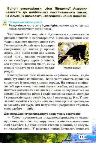 Вологі екваторіальні ліси Південної Америки
належать до найбільших постачальників кисню
на Землі, їх називають «легенями» нашої планети.
Мавпа-ревун
Працюємо разом у парі
Роздивіться карту світу й дослідіть, на яких ще материках
лісами також укриті значні площі.
Тваринний світ цих лісів відзначається дивовижною
різноманітністю й неповторністю. Близько третини всіх
тварин планети живуть лише тут.
Головною особливістю є їхнє при­
стосування до життя у кронах
дерев. Для цього вони або мають
міцні кігті, якими утримують­
ся на стовбурах дерев {лінивці),
або гнучкий сильний хвіст, яким
можна чіплятися до гілок (мавпа-
ревун).
Екваторіальні ліси називають «країною мавп», видів
яких тут живе найбільше. Вони часто стають здобиччю
спритного й сильного хижака ягуара. На деревах знайш­
ли собі прихисток численні деревні жабки, які задоволь­
няються калюжками на листі і ніколи не спускаються на
землю. По берегах річок і боліт полює на птахів, тапірів
і крокодилів удав анаконда, який виростає до 9 м. У чис­
ленних водоймах живуть ненажерливі піраньї і двометро­
ві електричні вугрі, які потужними розрядами глушать
свою здобич — рибу.
Дівчинка Дзвіночка продовжує нашу уявну екскурсію:
— Тепер, проминувши південноамериканську саван­
ну, схожу на лісостеп, вирушаємо в південноамерикан­
ські пампаси. Це трав’янисті степові рівнини, де пасуть­
ся пампасні олені. У пошуках комах блукають кошлаті
 