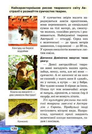 Кенгуру на березі
водойми
Найхарактернішою рисою тваринного світу Ав­
стралії є розмаїття сумчастих тварин.
У сумчастих звірів малята на­
роджуються зовсім крихітними,
вони переповзають до спеціальної
сумки на тілі матері, де, смокчу­
чи молоко, спокійно ростуть і роз­
виваються. Найвідоміші тварини
Австралії — кенгуру. Серед них
є велетенські — до трьох метрів
заввишки, і карликові — до ЗО см.
У кронах евкаліптів живиться лис­
тям коала.
Дівчинка Дзвіночка звертає твою
увагу:
— Деякі австралійські твари­
ни зовні нагадують наших крота,
зайця, мишу, кота, але всі вони —
сумчасті. А от качконіс ні на кого
не схожий: у нього лапи й «дзьоб»,
як у качки, а хутро — як у бобра.
Він чудово плаває й пірнає за їжею.
Птахи тут теж незвичайні: яскра­
ві папуги, лірохвіст, а також ему й
казуар, які не можуть літати.
Усі культурні рослини та свій­
ські тварини завезені в Австра­
лію з Європи. Прибульці іноді
витісняють місцеві види. Напри­
клад, здичавілі кролі завдають
величезної шкоди пасовищам, са­
дам і посівам.
Коала на евкаліпті —
два символи Австралії
 
