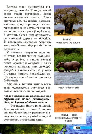 Вигляд саван змінюється від­
повідно до сезонів. У посушливий
сезон трави вигорають, деякі
дерева скидають листя. Спека
висушує все. Та щойно розпочи­
наються дощі, природа оживає.
Чим довше вони йдуть, тим вищи­
ми виростають трави (іноді аж до
5 метрів). Серед них здіймають­
ся кремезні дерева — баобаби.
їх вважають символом Африки,
тому що більше ніде у світі вони
не ростуть.
У саванах пасуться величез­
ні стада рослиноїдних антилоп,
зебр, жирафів, а також велетні
слони, буйволи й носороги. На них
полюють хижаки: лев, леопард,
гепард, а також гієни. У річках
й озерах живуть крокодили, зо­
крема, нільський має в довжину
5-6 метрів.
Африка є батьківщиною бага­
тьох культурних зернових рос­
лин, а також кави та кавунів.
Козак Подорожник розповідає про
африканські вологі екваторіальні
ліси, які буяють обабіч екватора:
— Тут щодня йдуть рясні дощі.
Велика кількість тепла й вологи
сприяє бурхливому розвитку віч­
нозелених дерев, кущів і ліан, які
утворюють непролазні хащі.
Баобаб —
улюблена їжа слонів
Родина бегемотів
Гепард — одна
з найшвидших тварин
у світі
 
