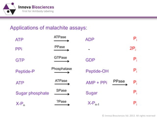 © Innova Biosciences ltd. 2013. All rights reserved
ATP
Applications of malachite assays:
ADP Pi
ATPase
ATP AMP + PPi Pi
ATPase PPase
PPi 2Pi
PPase
-
GTP GDP Pi
GTPase
Peptide-P Peptide-OH Pi
Phosphatase
X-Pn
Pi
?Pase
X-Pn-1
Sugar phosphate Sugar Pi
SPase
 