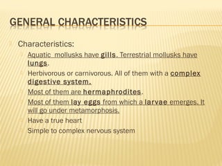  Characteristics:
 Aquatic mollusks have gills. Terrestrial mollusks have
lungs.
 Herbivorous or carnivorous. All of them with a complex
digestive system.
 Most of them are hermaphrodites.
 Most of them lay eggs from which a larvae emerges. It
will go under metamorphosis.
 Have a true heart
 Simple to complex nervous system
 