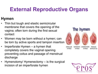 Hymen In Female Physiology of Female and Male Sexuality | PDF