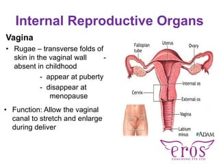 Physiology of Female and Male Sexuality | PDF
