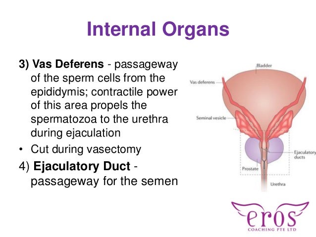 Physiology Of Female And Male Sexuality 