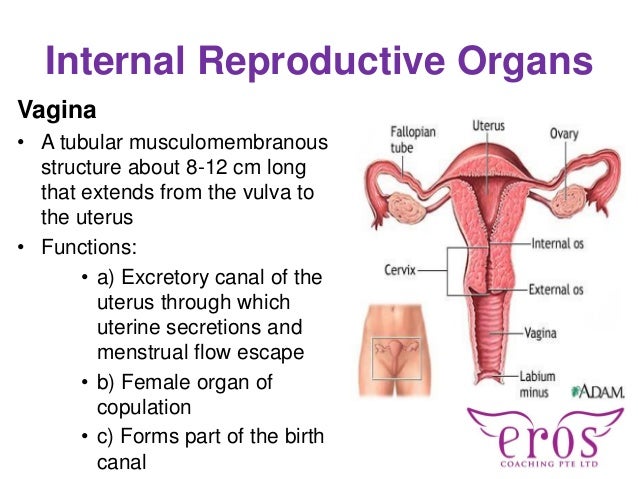 Physiology Of Female And Male Sexuality 