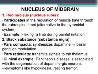 Mucleus Ruber Comprehensive Physiology of the Nervous System: Structure, Function ...