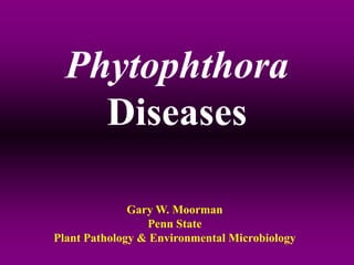 Phytophthora
Diseases
Gary W. Moorman
Penn State
Plant Pathology & Environmental Microbiology

 