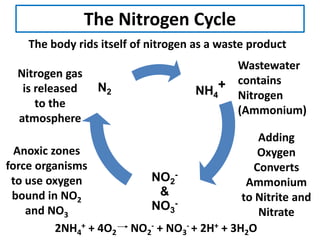 The Nitrogen Cycle
NH4
+
NO2
-
&
NO3
-
N2
Adding
Oxygen
Converts
Ammonium
to Nitrite and
Nitrate
Anoxic zones
force organisms
to use oxygen
bound in NO2
and NO3
Nitrogen gas
is released
to the
atmosphere
Wastewater
contains
Nitrogen
(Ammonium)
2NH4
+ + 4O2 NO2
- + NO3
- + 2H+ + 3H2O
The body rids itself of nitrogen as a waste product
 