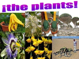 4 plants (5º)
