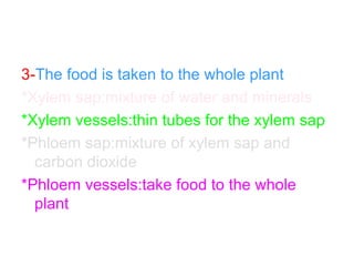 3-The food is taken to the whole plant
*Xylem sap:mixture of water and minerals
*Xylem vessels:thin tubes for the xylem sap
*Phloem sap:mixture of xylem sap and
carbon dioxide
*Phloem vessels:take food to the whole
plant

 