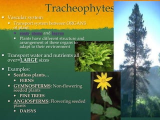 #4 plants,flowers, cones donohue | PPTX