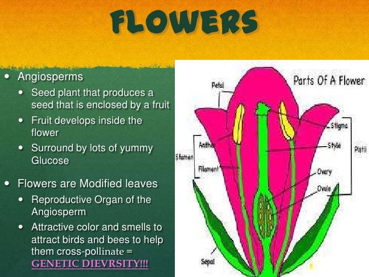 4 plants flowers cones donohue what part of the plant makes seeds