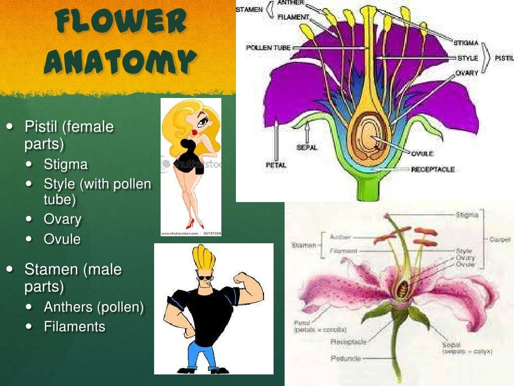 4 plants,flowers, cones donohue