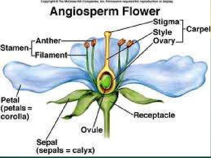 4 plants,flowers, cones donohue