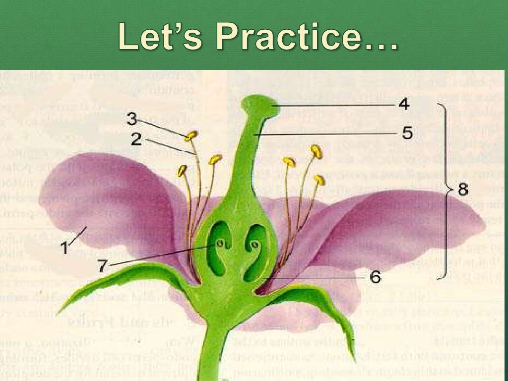 4 plants,flowers, cones donohue