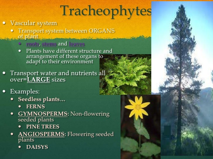 4 plants,flowers, cones donohue