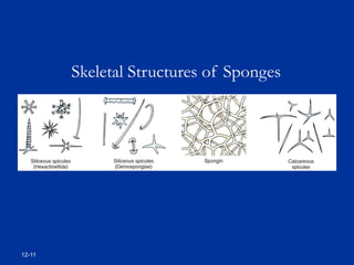 12-11
Skeletal Structures of Sponges
 