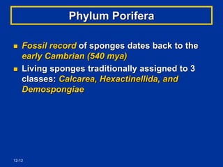 12-12
Phylum Porifera
 Fossil record of sponges dates back to the
early Cambrian (540 mya)
 Living sponges traditionally assigned to 3
classes: Calcarea, Hexactinellida, and
Demospongiae
 