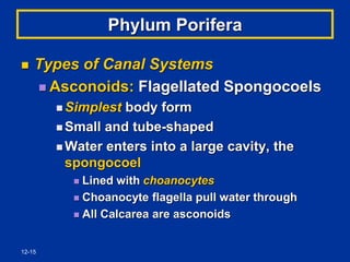 12-15
Phylum Porifera
 Types of Canal Systems
 Asconoids: Flagellated Spongocoels
 Simplest body form
 Small and tube-shaped
 Water enters into a large cavity, the
spongocoel
 Lined with choanocytes
 Choanocyte flagella pull water through
 All Calcarea are asconoids
 
