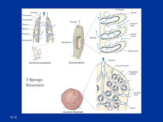 12-16
3 Sponge
Structures
 