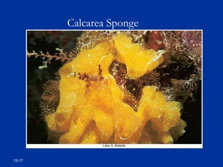 12-17
Calcarea Sponge
 