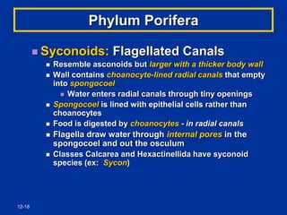 12-18
Phylum Porifera
 Syconoids: Flagellated Canals
 Resemble asconoids but larger with a thicker body wall
 Wall contains choanocyte-lined radial canals that empty
into spongocoel
 Water enters radial canals through tiny openings
 Spongocoel is lined with epithelial cells rather than
choanocytes
 Food is digested by choanocytes - in radial canals
 Flagella draw water through internal pores in the
spongocoel and out the osculum
 Classes Calcarea and Hexactinellida have syconoid
species (ex: Sycon)
 