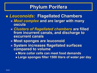 12-21
Phylum Porifera
 Leuconoids: Flagellated Chambers
 Most complex and are larger with many
oscula
 Clusters of flagellated chambers are filled
from incurrent canals, and discharge to
excurrent canals
 Most sponges are leuconoid
 System increases flagellated surfaces
compared to volume
 More collar cells can meet food demands
 Large sponges filter 1500 liters of water per day
 