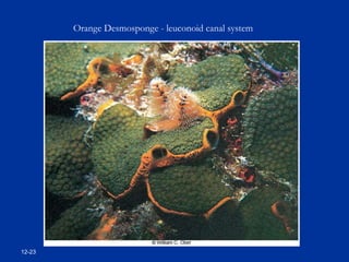 12-23
Orange Desmosponge - leuconoid canal system
 