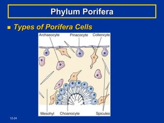 12-24
Phylum Porifera
 Types of Porifera Cells
 