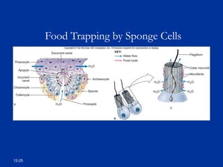 12-25
Food Trapping by Sponge Cells
 