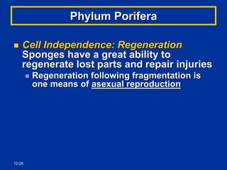 12-26
Phylum Porifera
 Cell Independence: Regeneration
Sponges have a great ability to
regenerate lost parts and repair injuries
 Regeneration following fragmentation is
one means of asexual reproduction
 
