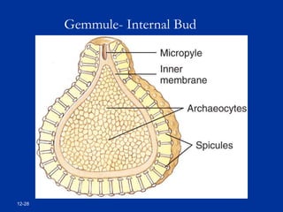 12-28
Gemmule- Internal Bud
 