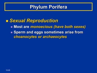 12-29
Phylum Porifera
 Sexual Reproduction
 Most are monoecious (have both sexes)
 Sperm and eggs sometimes arise from
choanocytes or archaeocytes
 