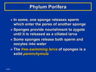 12-30
Phylum Porifera
 In some, one sponge releases sperm
which enter the pores of another sponge
 Sponges provide nourishment to zygote
until it is released as a ciliated larva
 Some sponges release both sperm and
oocytes into water
 The free-swimming larva of sponges is a
solid parenchymula
 