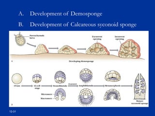 12-31
A. Development of Demosponge
B. Development of Calcareous syconoid sponge
 