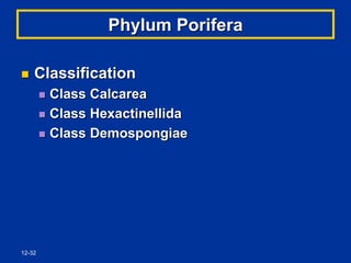 12-32
Phylum Porifera
 Classification
 Class Calcarea
 Class Hexactinellida
 Class Demospongiae
 
