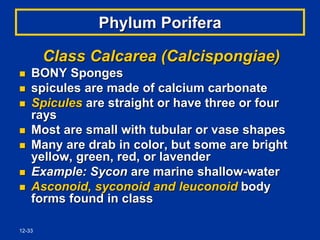 12-33
Phylum Porifera
Class Calcarea (Calcispongiae)
 BONY Sponges
 spicules are made of calcium carbonate
 Spicules are straight or have three or four
rays
 Most are small with tubular or vase shapes
 Many are drab in color, but some are bright
yellow, green, red, or lavender
 Example: Sycon are marine shallow-water
 Asconoid, syconoid and leuconoid body
forms found in class
 