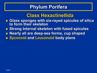 12-35
Phylum Porifera
Class Hexactinellida
 Glass sponges with six-rayed spicules of silica
to form their skeleton
 Strong Internal skeleton with fused spicules
 Nearly all are deep-sea forms, cup shaped
 Syconoid and Leuconoid body plans
 