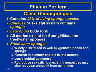 12-37
Phylum Porifera
Class Demospongiae
 Contains 95% of living sponge species
 Spicules or skeletal system contains
spongin
 Leuconoid body form
 All marine except for Spongillidae, the
freshwater sponges
 Freshwater sponges
 Widely distributed in well-oxygenated ponds and
springs
 Flourish in summer and die in late autumn
 Leave behind gemmules
 Reproduce sexually, but existing genotypes may
also reappear annually from gemmules
 