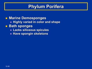 12-38
Phylum Porifera
 Marine Demosponges
 Highly varied in color and shape
 Bath sponges
 Lacks siliceous spicules
 Have spongin skeletons
 