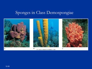 12-39
Sponges in Class Demospongiae
 