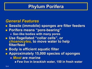 12-4
Phylum Porifera
General Features
 Sessile (immobile) sponges are filter feeders
 Porifera means “pore-bearing”
 Sac-like bodies with many pores
 Use flagellated “collar cells”, or
choanocytes, to move water to help
filter/feed
 Body is efficient aquatic filter
 Approximately 15,000 species of sponges
 Most are marine
 Few live in brackish water, 150 in fresh water
 