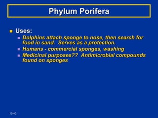 12-40
Phylum Porifera
 Uses:
 Dolphins attach sponge to nose, then search for
food in sand. Serves as a protection.
 Humans - commercial sponges, washing
 Medicinal purposes?? Antimicrobial compounds
found on sponges
 