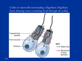 12-8
Collar of microvilli surrounding a flagellum. Flagellum
beats drawing water containing food through the collar.
 