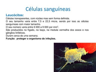 Sistema cardiovascular